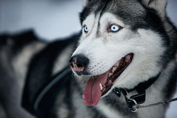 husky blue eyes grey dog winter tourism sustainable wild look