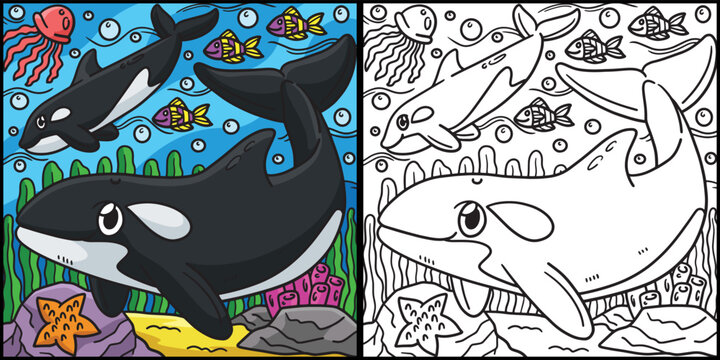 Killer Whale Coloring Page Colored Illustration