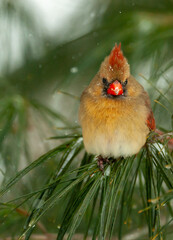 Female Cardinal