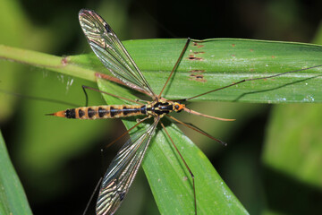 tipula luna insect macro photo
