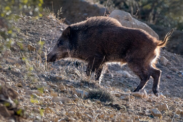 Close-up shot of Wild Boar in the Aures region, Algeria