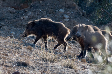 Close-up shot of Wild Boar in the Aures region, Algeria