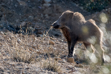 Close-up shot of Wild Boar in the Aures region, Algeria