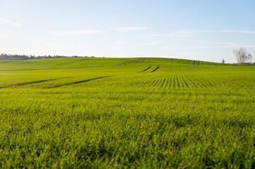 Fototapeta na wymiar Feldlandschaft grün mit blauen Himmel