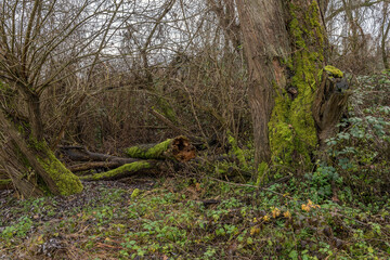 Fototapeta premium Rotten tree with dead wood at the lower Main river, Germany