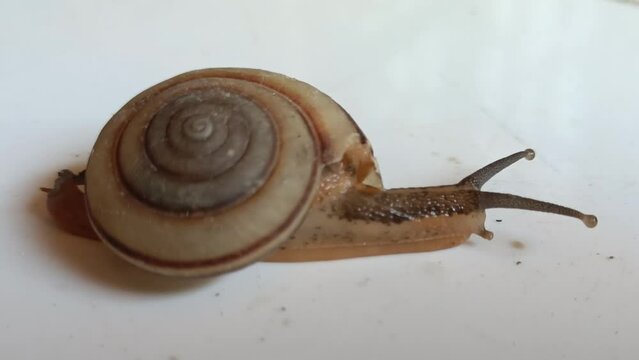snail on a stone