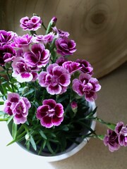Small dianthus flowers, called pink kisses, in the white pot.