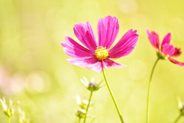 pink cosmos flowers