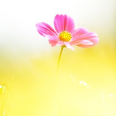 pink daisy flower