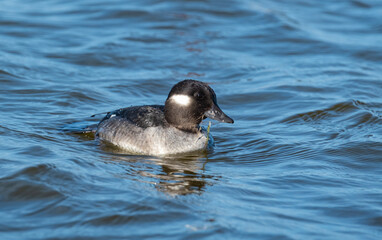 Bufflehead