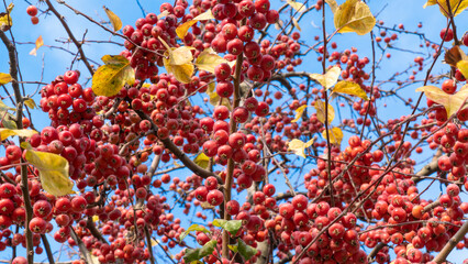 Fototapeta premium Plumleaf crab apple or Chinese apple on tree branch low angle view. Selective focus included