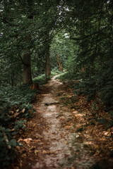 Fototapeta na wymiar Wanderweg im Wald zum spazieren