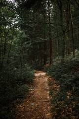 Obraz premium Wanderweg im Wald zum spazieren