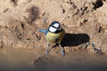 Close-up shot of African Blue Tit