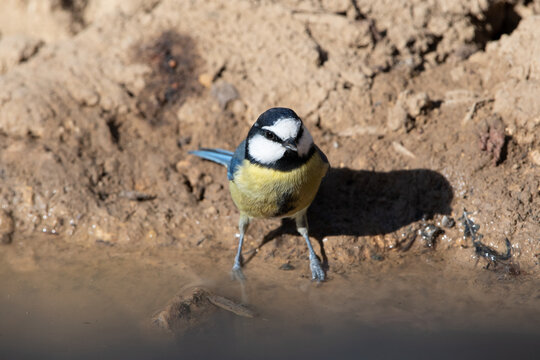 Close-up Shot Of African Blue Tit