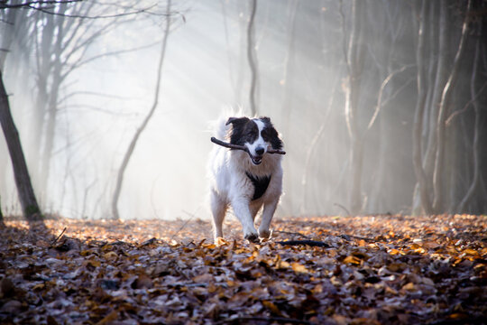 happy white dog playing in foggy forest in late autumn