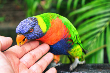 perroquet perruche oiseau coloré qui mange dans la main