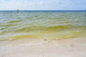 Photo sur Plexiglas Clearwater Beach, Floride Winter landscape a beach of Tampa Bay in Florida.