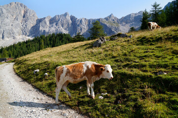 Fototapeta na wymiar cow grazing in the alpine valley by the foot of Dachtein mountain in Neustatt valley in the Austrian Alps of the Schladming-Dachstein region on a summer day (Steiermark or Styria, Schladming, Austria)