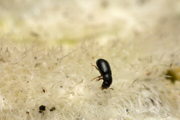 Minute tree-fungus beetle, Sulcacis fronticornis feeding on fungus photographed with high magnification