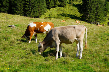 Naklejka na ściany i meble alpine cows grazing in the green alpine valley in the Austrian Alps of the Schladming-Dachstein region on a splendid summer day (Schladming, Austria)
