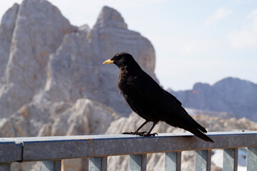 a black alpine chough on scenic high Dachstein mountain in the Austrian Alps of the Schladming-Dachstein region (Steiermark or Styria, Austria)