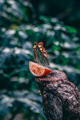 butterfly on the tree