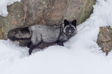 silver fox, melanistic form of the red fox (Vulpes vulpes) in winter
