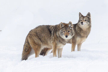 coyotes pair in Canadian winter