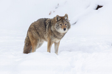 coyote (Canis latrans) in winter