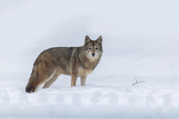 coyote (Canis latrans) in winter