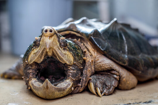 Alligator Snapping Turtle 