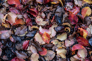 autumn leaves on the ground