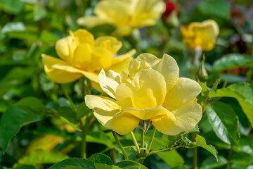 Rose Flower Carpet Yellow In The Garden In Spring