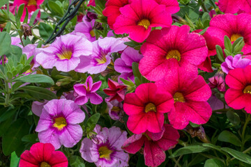 Red And Pink Petunias Growing In The Garden In Spring