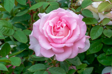  A Pink Rose Growing In The Garden In Spring