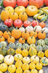 a large harvest of bright multi-colored pumpkins in the garden, vegetables