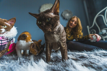 A group of cats on a fluffy blanket. Woman in the background. Pet concept. High quality photo