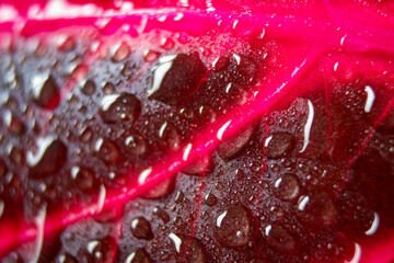 Close up leaf details with water droplets. Viva magenta color background. Details of Iresine herbstii plant. Red blood leaf plant. Selective focus included.