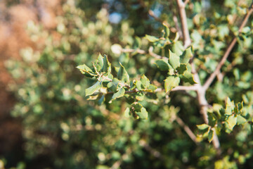 holm oak leaves in january