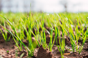 field growing crop in january