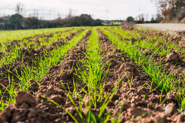 Obraz premium field growing crop in january