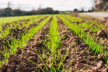 field growing crop in january