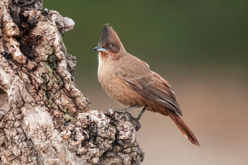 Brown cacholote , La Pampa Province, Patagonia , Argentina.