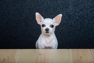 A small white dog Chihuahua sits at an empty wooden table made of light textured wood and looks straight ahead. Dark background, studio.
