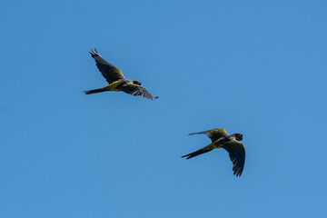 Burrowing Parrot in flight, La Pampa Province, Patagonia, Argentina