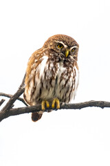 Ferruginous Pygmy owl, Glaucidium brasilianum, Calden forest, La Pampa Province, Patagonia, Argentina.