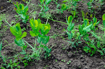 Close view of fresh young green pea plants in ground on field