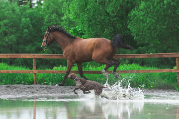 Dog and horse playing