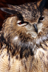 Uhu (Bubo bubo)